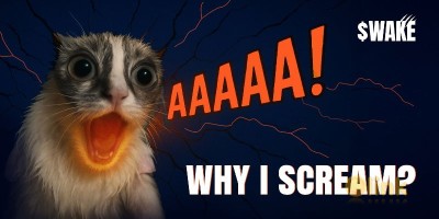 ICO WAKE UP CAT Video