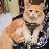 Horison Albani Sinaga