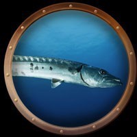 Barracud